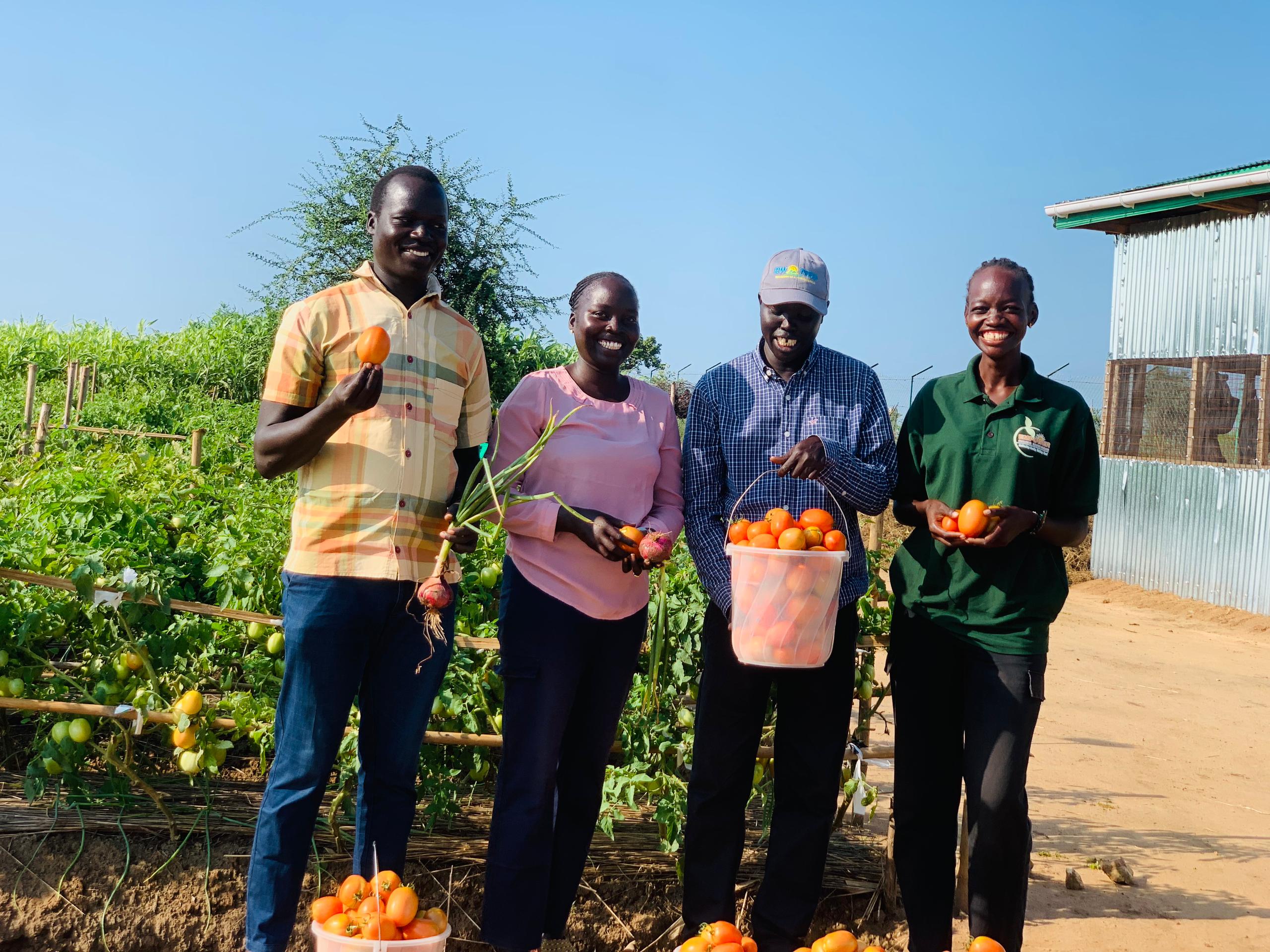 Healthy Tomato Growth at Juba Demonstration Farm